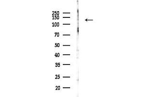 anti-Cadherin 2 (CDH2) (C-Term) antibody
