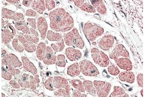ABIN870661 (5 μg/mL) staining of paraffin embedded Human Heart.