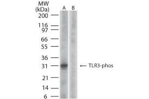 Image no. 2 for anti-Toll-Like Receptor 3 (TLR3) (AA 750-800), (pTyr759) antibody (ABIN210577) (TLR3 anticorps  (pTyr759))