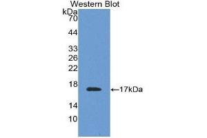 Western Blotting (WB) image for anti-Transthyretin (TTR) (AA 21-147) antibody (ABIN1078614) (TTR anticorps  (AA 21-147))