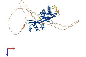 AlphaFold protein structure predicition of Mouse Recombinant Ammecr1 Protein, UniprotID Q9JHT5