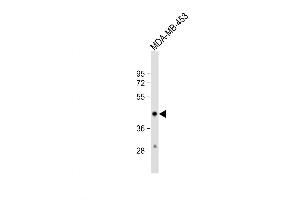 Western Blot at 1:1000 dilution + MDA-MB-453 whole cell lysate Lysates/proteins at 20 ug per lane. (HSD17B2 anticorps  (AA 265-294))