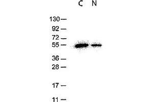 Western Blotting (WB) image for anti-DYKDDDDK Tag antibody (ABIN400789) (DYKDDDDK Tag anticorps)