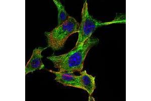 Immunofluorescence analysis of NIH/3T3 cells using CHUK mouse mAb (green). (IKK alpha anticorps)