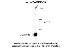 Western Blot of Anti-DARPP-32 (Rabbit) Antibody - 612-401-D24 Western Blot of Anti-DARPP-32 (Rabbit) Antibody.