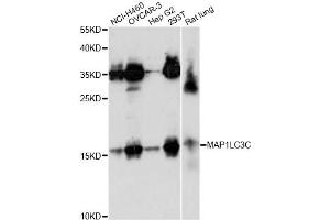 Western blot analysis of extracts of various cell lines, using MAP1LC3C antibody. (LC3C anticorps)