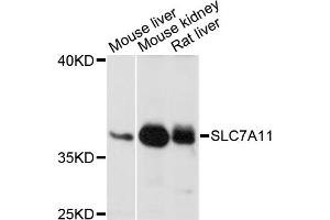 Western blot analysis of extracts of various cell lines, using SLC7A11 antibody (ABIN6291968) at 1:1000 dilution. (SLC7A11 anticorps)