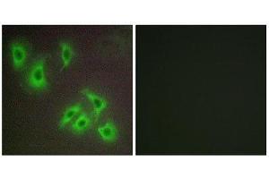 Immunofluorescence (IF) image for anti-BCL2-Like 2 (BCL2L2) (C-Term) antibody (ABIN1850414)
