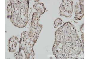 Image no. 1 for anti-Myoneurin (MYNN) (AA 501-611) antibody (ABIN599276)