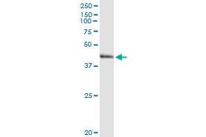 ARG2 MaxPab rabbit polyclonal antibody.