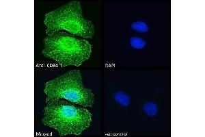 ABIN1049505 Immunofluorescence analysis of paraformaldehyde fixed U2OS cells, permeabilized with 0.