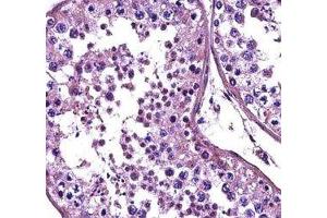 HDAC4 antibody immunohistochemistry analysis in formalin fixed and paraffin embedded human testis tissue.