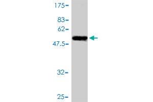 Western Blot detection against Immunogen (53. (SSR1 anticorps  (AA 33-286))