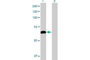 Western Blot analysis of ZNF10 expression in transfected 293T cell line by ZNF10 MaxPab polyclonal antibody. (ZNF10 anticorps  (AA 1-573))