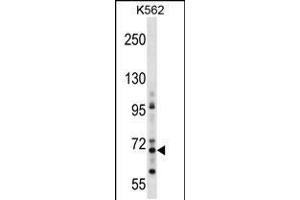 Western blot analysis in K562 cell line lysates (35ug/lane). (ZNF256 anticorps  (AA 203-229))