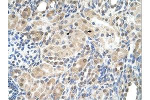 SLC9A9 antibody was used for immunohistochemistry at a concentration of 4-8 ug/ml. (SLC9A9 anticorps)