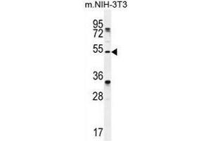 TAPT1 Antibody (C-term) western blot analysis in mouse NIH-3T3 cell line lysates (35µg/lane). (TAPT1 anticorps  (C-Term))