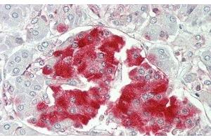 Detection of PTPRN in Human Pancreas Tissue using Polyclonal Antibody to Protein Tyrosine Phosphatase Receptor Type N (PTPRN) (PTPRN anticorps  (AA 368-575))