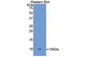 Western blot analysis of the recombinant protein. (HPSE anticorps  (AA 27-101))