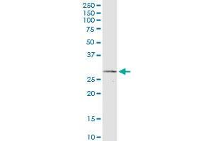 IFNA2 monoclonal antibody (M06), clone 2F4. (IFNA2 anticorps  (AA 24-188))