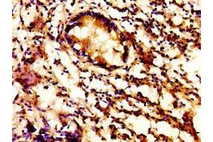 IHC image of ABIN7154307 diluted at 1:500 and staining in paraffin-embedded human appendix tissue performed on a Leica BondTM system. (ACBD3 anticorps  (AA 263-366))