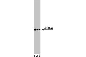 Western blot analysis of CtBP1 on a BC3H1 cell lysate (Mouse brain smooth muscle-like cells, ATCC CRL-1443). (CTBP1 anticorps  (AA 345-441))