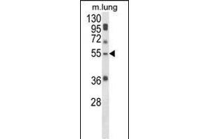 Western blot analysis of SELENBP1 Antibody (C-term) (ABIN652814 and ABIN2842531) in mouse lung tissue lysates (35 μg/lane). (SELENBP1 anticorps  (C-Term))