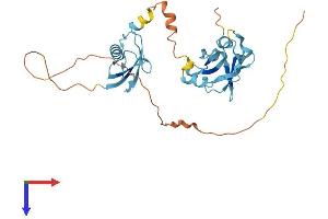 AlphaFold protein structure predicition of Human Recombinant UBFD1 Protein, UniprotID O14562