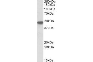 ABIN571199 (0. (NDUFS2 anticorps  (Internal Region))