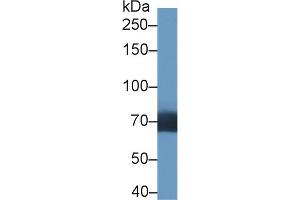 Western Blot; Sample: Human Lung lysate; Primary Ab: 1µg/ml Rabbit Anti-Human DIDO1 Antibody Second Ab: 0. (DIDO1 anticorps  (AA 258-455))