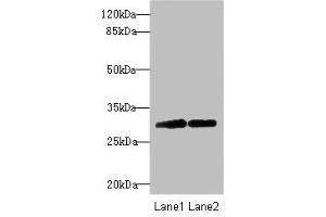Western blot All lanes: TRIM69 antibody at 2. (TRIM69 anticorps  (AA 1-341))