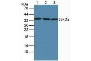 Mouse Capture antibody from the kit in WB with Positive Control: Lane1: Human Liver Tissue; Lane2: Rat Liver Tissue; Lane3: Mouse Liver Tissue. (GAPDH Kit ELISA)