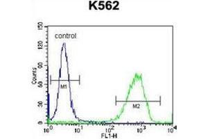 Flow cytometric analysis of K562 cells using PAICS Antibody (N-term) Cat. (PAICS anticorps  (N-Term))