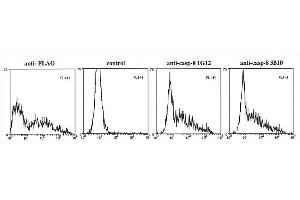 Flow cytometry data in permeabilized cells of overexpressed FLAG-epitope-tagged pro-caspase-8 (active-site-mutant) in 293T cells using anti-caspase-8 mAbs (3B10) , anti-FLAG or control.
