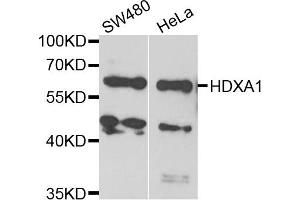 Western blot analysis of extracts of various cell lines, using HDXA1 antibody. (HOXA1 anticorps)