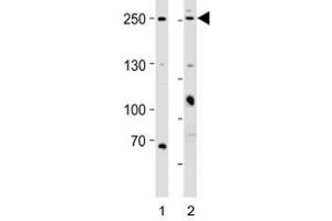 Western blot analysis of lysate from 1) HeLa and 2) MCF-7 cell line using MUC4 antibody; Ab was diluted at 1:1000 for each lane. (MUC4 anticorps  (N-Term))