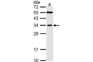 WB Image Sample (30 ug of whole cell lysate) A: H1299 12% SDS PAGE antibody diluted at 1:1000