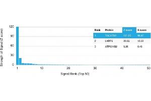 Analysis of Protein Array containing >19,000 full-length human proteins using TACSTD2 Mouse Monoclonal Antibody (TACSTD2/2152) Z- and S- Score: The Z-score represents the strength of a signal that a monoclonal antibody (MAb) (in combination with a fluorescently-tagged anti-IgG secondary antibody) produces when binding to a particular protein on the HuProtTM array. (TACSTD2 anticorps  (AA 31-274))