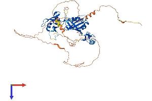 AlphaFold protein structure predicition of Mouse Recombinant Cpeb2 Protein, UniprotID Q812E0
