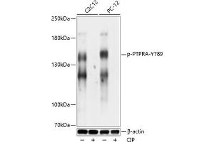 Western blot analysis of extracts of C2C12 and PC-12 cells, using Phospho-PTPRA-Y789 antibody (ABIN7269706) at 1:1000 dilution.