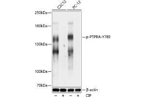 Western blot analysis of extracts of C2C12 and PC-12 cells, using Phospho-PTPRA-Y789 antibody (ABIN7269706) at 1:1000 dilution. (PTPRA anticorps  (pTyr789))
