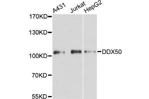 Western blot analysis of extracts of various cell lines, using DDX50 antibody (ABIN5996747) at 1:3000 dilution. (DDX50 anticorps)