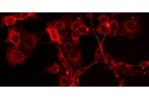 ABIN6275704 staining HuvEc by IF/ICC.