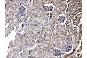 IHC testing of FFPE mouse kidney tissue with Purine nucleoside phosphorylase antibody at 1ug/ml. (PNP anticorps  (AA 161-189))