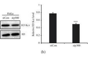 p300-mediated lysine crotonylation in HeLa cells. (Histone 3 anticorps  (C-Term))