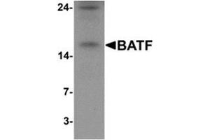 Western blot analysis of BATF in rat spleen tissue lysate with BATF Antibody  at 1 µg/ml