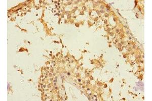 Immunohistochemistry of paraffin-embedded human testis tissue using ABIN7161461 at dilution of 1:100 (Neurotrimin anticorps  (AA 30-316))