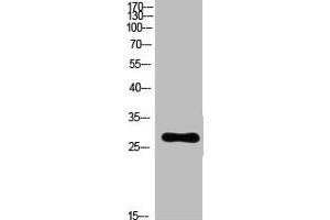 Western Blot analysis of customer's(cat sample) using Ribosomal Protein L7 Polyclonal Antibody. (RPL7 anticorps  (C-Term))