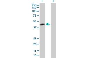 Western Blot analysis of RNF133 expression in transfected 293T cell line by RNF133 MaxPab polyclonal antibody. (RNF133 anticorps  (AA 1-376))