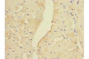 anti-Pyruvate Dehydrogenase Kinase, Isozyme 3 (PDK3) (AA 137-406) antibody